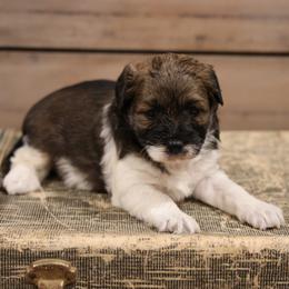 Mocha Girl - Brown female Whoodle puppy in West Bend, Iowa from Blue Skies Terriers