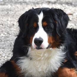 Apollo - Bernese Mountain Dog
