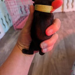 Girl 2 - Black Dachshund puppy in Homosassa, Florida from Foxies Doxies