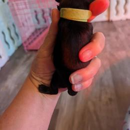 Girl 2 - Black Dachshund puppy in Homosassa, Florida from Foxies Doxies