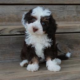 Aussiedoodle and Cavapoo Puppies from Blue Diamond Puppies