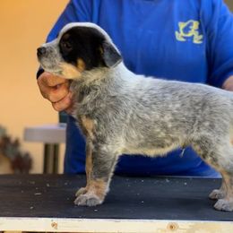 Australian Cattle Dog Puppies from Devon’s ACDs