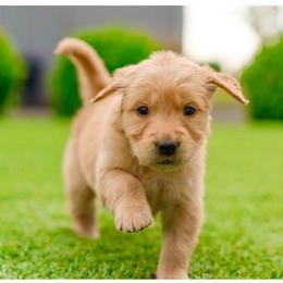 Bea ( Bae-uh)  ( Dark Purple ) - Dark golden female Golden Retriever puppy in Oregon from A Goldens First Love
