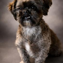 Bear - Shih Tzu
