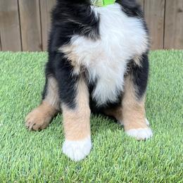 Mastiff and Miniature Australian Shepherd Puppies from Blackberry Cabin Farms