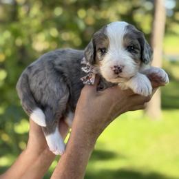 Maria FURNISHED - Blue merle female Bernedoodle puppy in Bellville, Ohio from Bernedoodle Buddies