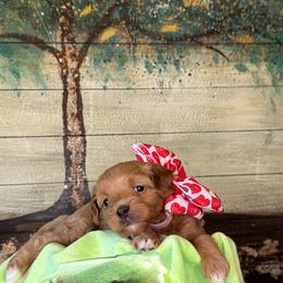 Lady Kluck - Red female Cavapoo puppy in Waldron, Arkansas from Kay’s Cutie Poos