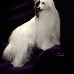 Marlei’ - Chinese Crested