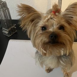 Yorkshire Terriers from Lala’s Pups