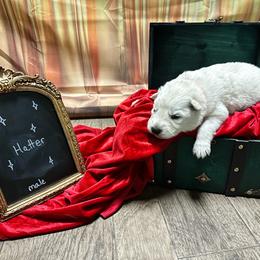 Hatter - White male Berger Blanc Suisse puppy in West Alexandri, Ohio from Twisted Acres