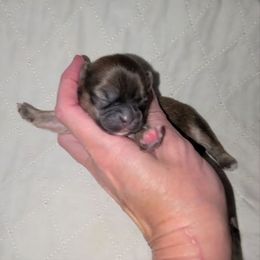 Boy 4 - Sable male Shih Tzu puppy in Bishop, California from Shih Tzu G-ma