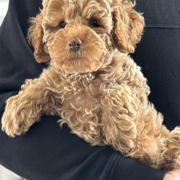 Cockapoo Puppies from M&M Cockapoos of Iowa