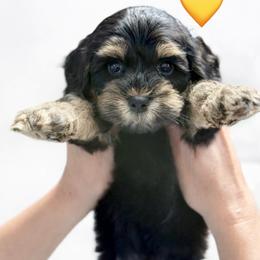 Yellow girl - Tri-color female Australian Labradoodle puppy in Anderson, California from Shaggy Doodles