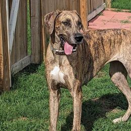 Great Danes from Moonwater Danes