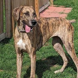 Great Danes from Moonwater Danes