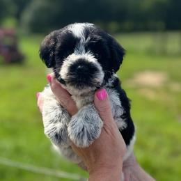 Joy - Hot Pink Girl - Parti female Miniature Schnauzer puppy in Oneonta, Alabama from Murphree Valley Kennels