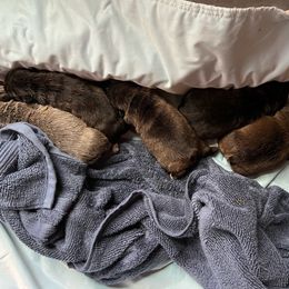 French Bulldog puppies from Tomato’s Frenchies