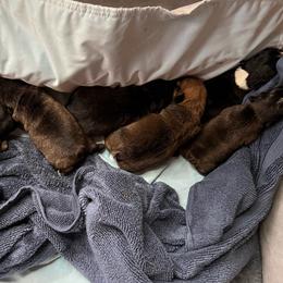 French Bulldog puppies from Tomato’s Frenchies