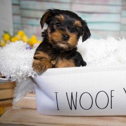Yorkshire Terrier Puppies from Nicki's Yorkies