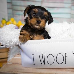 Yorkshire Terrier Puppies from Nicki's Yorkies