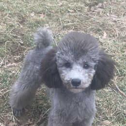 Poodle Puppies from Gerdanus Poodles