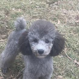 Poodle Puppies from Gerdanus Poodles
