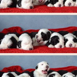 Old English Sheepdogs from Owasco Valley Sheepies