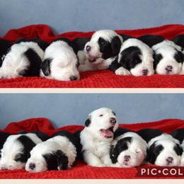 Old English Sheepdogs from Owasco Valley Sheepies