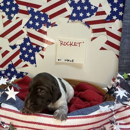 Rocket - Liver roan male German Shorthaired Pointer puppy in Mineral, Virginia from Blue Kai Kennels