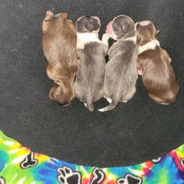 Solid Liver - Liver female Shih Tzu puppy in Danbury, Connecticut from Dempsey’s Darlings