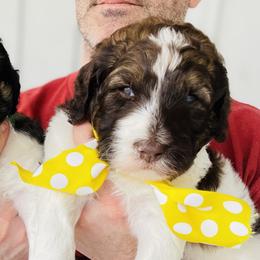Goldendoodle Puppies from Thompson Creek Doodles