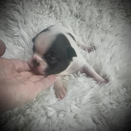 Boy 3 - Black and white male Boston Terrier puppy in Eight Mile, Alabama from Bishop's Bostons