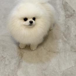 Pudding - Pomeranian