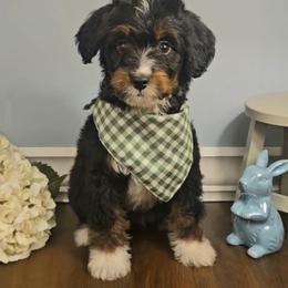 Olaf - Tri-color male Bernedoodle puppy in Russell Springs, Kentucky from 270 Doodles