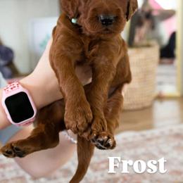 Frost - Red male Irish Doodle puppy in Mesa, Arizona from Desert Doodles