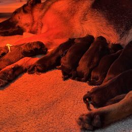 Girl 3 - Black and red female German Shepherd puppy in Warwick, Rhode Island from Karma Kennels