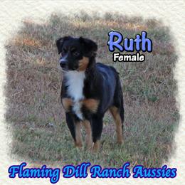 Ruth - Black tri female Miniature Australian Shepherd puppy in Forestburg, Texas from Flaming Dill Ranch Aussies