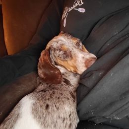 Cooper - Dachshund