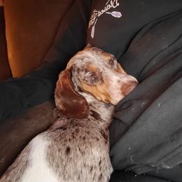 Cooper - Dachshund