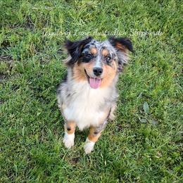 Xena - Miniature Australian Shepherd