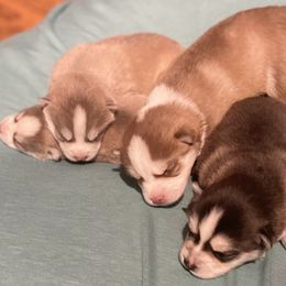 Pomsky Puppies from Pomsky Acres