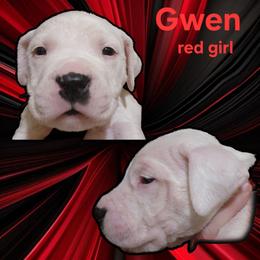 Girl 4 - red girl - White female Dogo Argentino puppy in Blythe, California from Dogos del Gran Reino