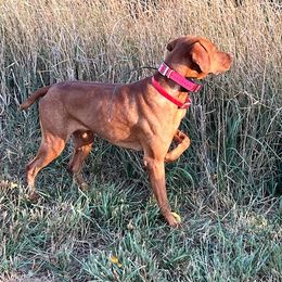 Jack - Vizsla
