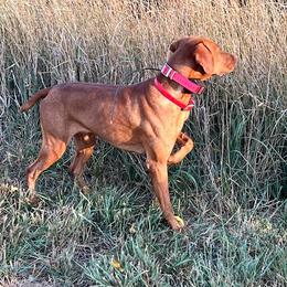 Jack - Vizsla