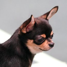 GCH CH Patrick - Chihuahua