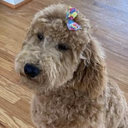 Dolly - Goldendoodle