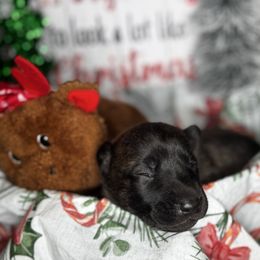 Nova - Black brindle female Dutch Shepherd puppy in Clarksville, Tennessee from Vuurhart Herders