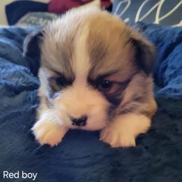 Red boy - Red male Pembroke Welsh Corgi puppy in Fredericksburg, Texas from Hill Country Corgis