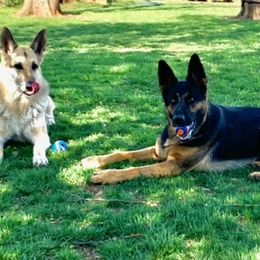 German Shepherd All Grown Up from Von Christel Haus German Shepherds