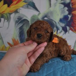 Poodle Puppies from Moyen Majestic Embrace